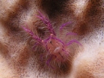 Hairy Squatlobster